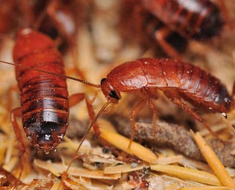 Cockroach control