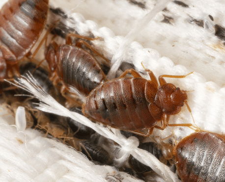 Bed bug control