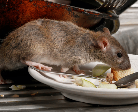 Rodent control