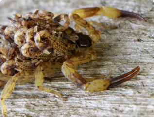 Scorpion control