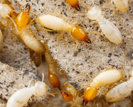 Termite control